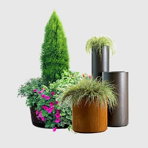 Гул ва растаниҳо